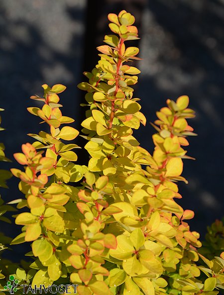 Berberis thunbergii 'Maria', japaninhappomarja